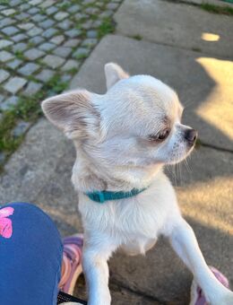 Liebevoller Männlicher Chihuahua - Ortenburg