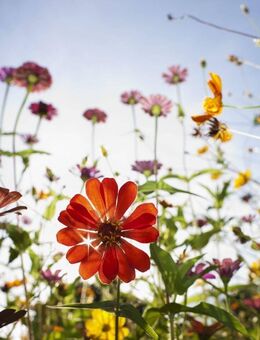 Klare Form, großzügiger Raum - die moderne Staffelvilla - Berlin
