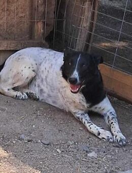 Corry möchte ein Zuhause - Langenhagen