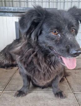 Zoe von kettenlos - Bollingstedt