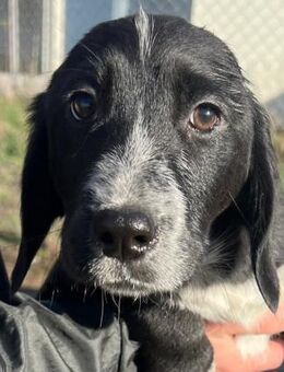 COLIN - möchte die Welt erkunden! - Sulzbach-Laufen