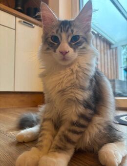 Maine Coon Kitten (Kater) - Westoverledingen
