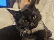 Main coon Kater schwarz weiß 9 monate alt - Salzgitter