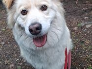 Corgi Mix Hella sucht liebevolles Zuhaus - Grömitz
