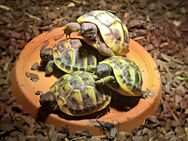 Griechische Landschildkröten - Burk