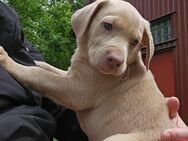 7 sehr süße Weimaraner Labrador Harzer Fuchs Welpen