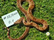 Boa constrictor imperator Hypo Jungle Squartail (weibchen) - Untermeitingen