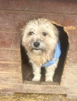 Kymana - unkompliziert und lieb - Hamburg