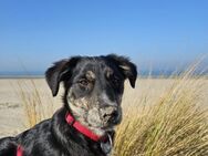 Cleo, ein kleines Herz voller Freude! - Duisburg
