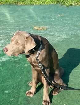 Labrador Silber - Dorsten