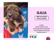 Gaia ❤️ entzückende Welpen-Hündin - Rambin