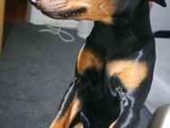 Zwergpinscher - Osnabrück