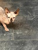 Sphynx Kater in 07973