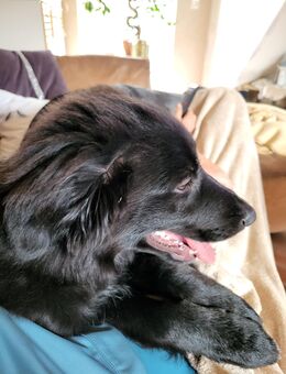 Bordercollie Mix Pumba super lieb - Möckern Grabow