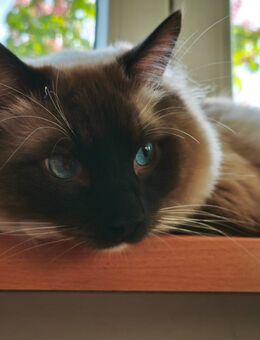 Zauberhafter Ragdoll-Kater - Friesenheim (Baden-Württemberg)