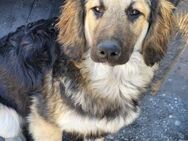 Julio 💗 sozialer Jungrüde sucht dich! - Hamburg