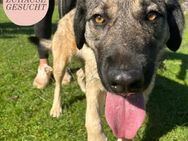 Sportliche Tomasina sucht Forever Home❤️ - Saarbrücken