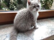 BKH Kitten Kater Zuckersüßer Britisch Kurzhaar Käterchen Bärchen Lilac-White - Dingelstädt
