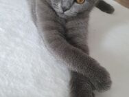 Bkh kitten blue - Worms