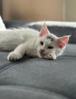 XXL Maine Coon Katze - Merseburg