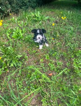 Süße Chinese Crested Urmel sucht als letzte ihr Traum Zuhause - Seßlach