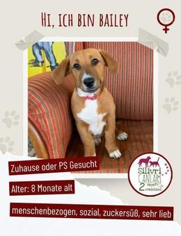 Kleine Bailey sucht ab Nov ein zu Hause - Nürtingen