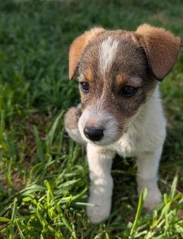 Loki - ein Welpe voller Lebensfreude - Rambin