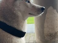 Siberian Husky Rüden 1 ½ Jahre abzugeben - Köln