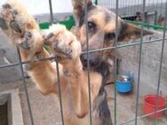 Roy lebt sein halbes Leben im Tierheim - Kabelhorst