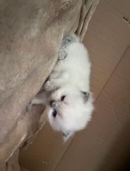 BKH Kätzchen reinrassige abzugeben erst ab Januar - Berlin Spandau