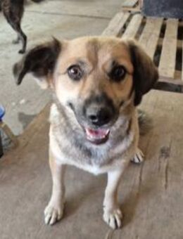 Hier kommt die süße Hündin 107409 - Köln