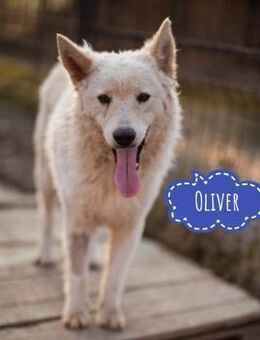 Oliver ein dankbarer Schatz - Flörsheim-Dalsheim