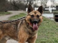 Beni Schäferhundmix Rüde 2,7 Jahre in HU - Reutlingen