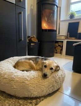 Kleine, zierliche Sunny ❤️🐾 - Winsen (Aller)