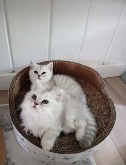 BLH Silver Tabby - Heldrungen