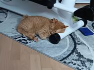 Siam / kurilien Mix Kater - Schwanau