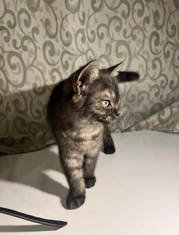 Katzen Kitten - Gladbeck Zentrum