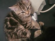Hübsche Kitten - Völklingen