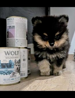 Paco sucht ein neues Zuhause - Wolfenbüttel