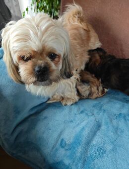 Shitzu Welpen suchen neue Zuhause - Wolpertshausen