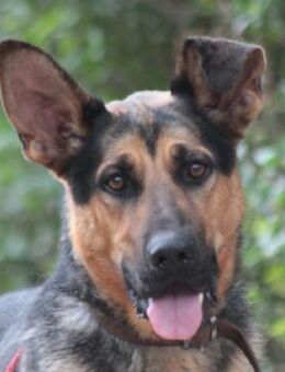 Seno - aufgeschlossen & agil - Lohmar