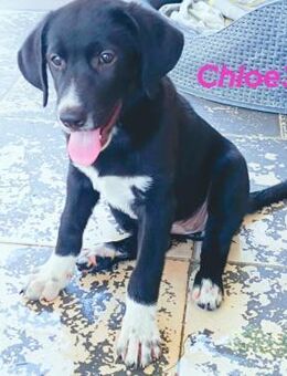 Chloe3 selbstbewusste Schmusemaus 05/25 - Ruppertsecken