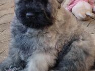 Bouvier des Flandres Welpen - Wittelshofen