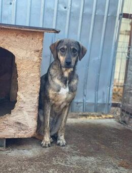 Süße Hündin NELE sucht Zuhause! - Neuberg
