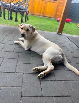 Labrador - Ostrhauderfehn