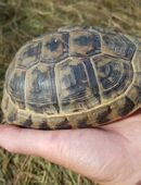 Maurische Landschildkröte Weibchen Nachzucht 500 g schwer (Testudo graeca terrestris) in 02997