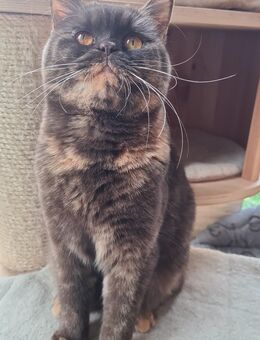 sehr verschmuste Britisch Kurzhaar Katze - Arenshausen