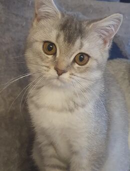Bkh Kitten Black tabby silver shaded - Heiligenhaus