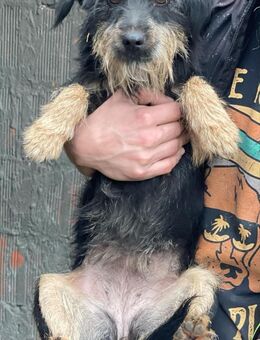 Florence sucht Ihr Kuschelkörbchen - Bissingen