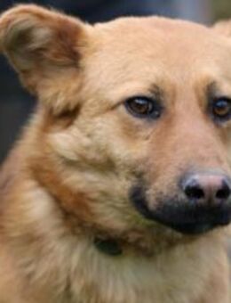 Cimo - zutraulich u. sehr lieb - Lohra